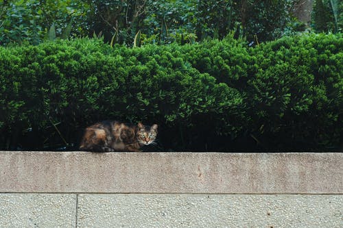 棕色和橙色的猫 · 免费素材图片