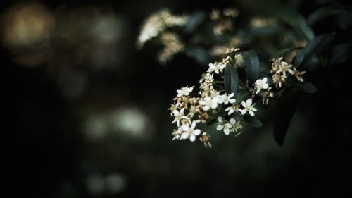 白花照片 · 免费素材图片