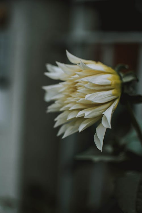 白菊花的选择性聚焦摄影 · 免费素材图片