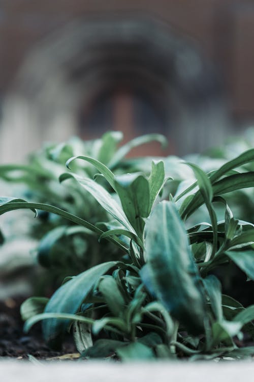 绿色的叶子的植物的特写照片 · 免费素材图片