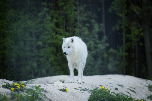 白狼在地板上 · 免费素材图片