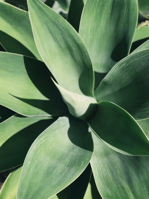 线性绿叶植物的顶视图照片 · 免费素材图片