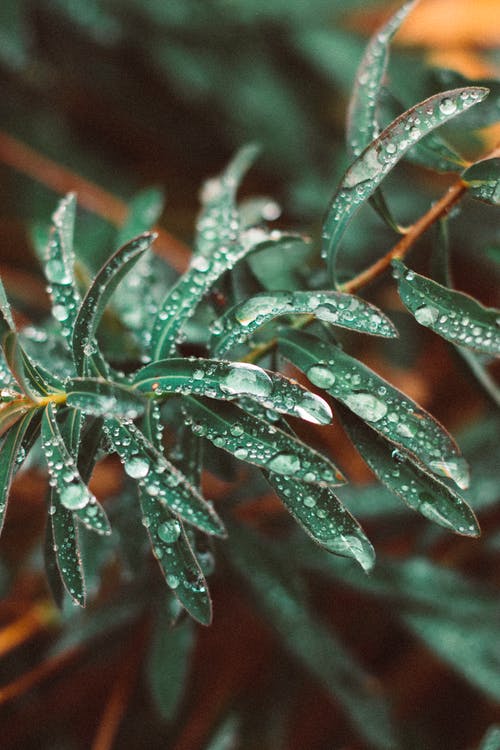 绿叶植物 · 免费素材图片