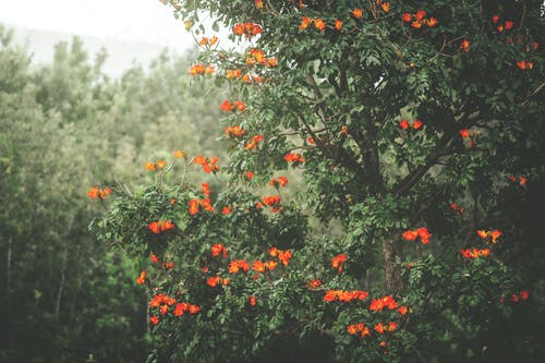 树与花的照片 · 免费素材图片