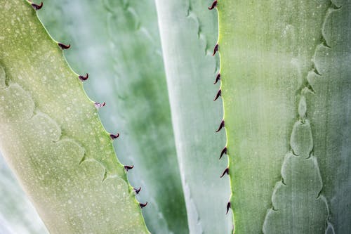 芦荟植物特写摄影 · 免费素材图片
