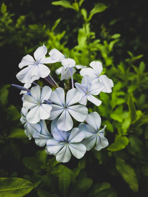 白色花瓣花的特写照片 · 免费素材图片