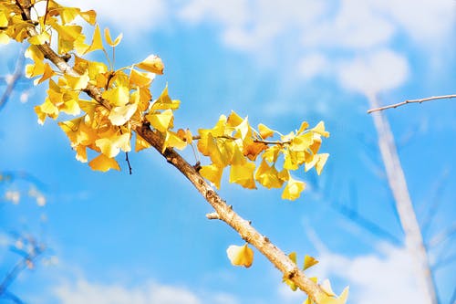 黄色的树叶的选择性聚焦摄影 · 免费素材图片