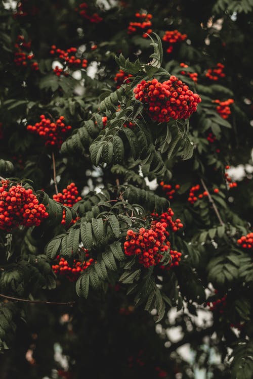 绿叶树与红色水果 · 免费素材图片