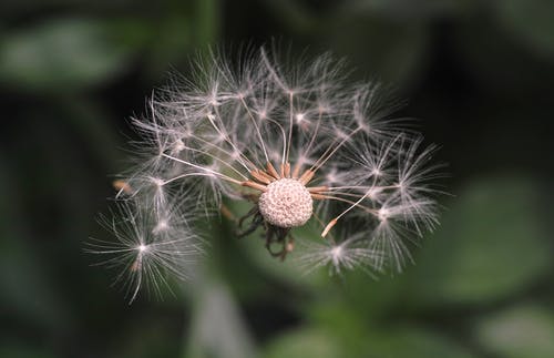 白水仙花 · 免费素材图片