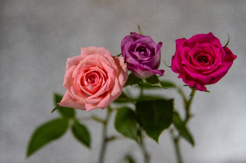 三朵玫瑰的特写照片 · 免费素材图片