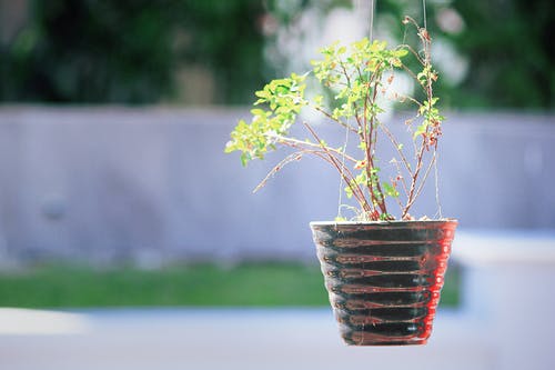 黑锅绿叶植物 · 免费素材图片