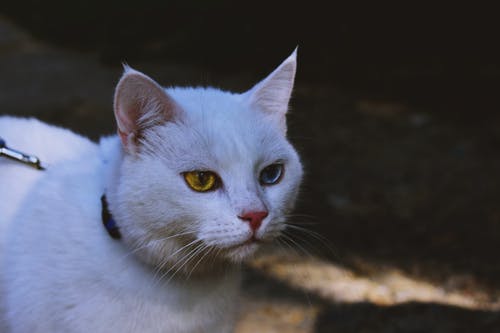 白猫 · 免费素材图片