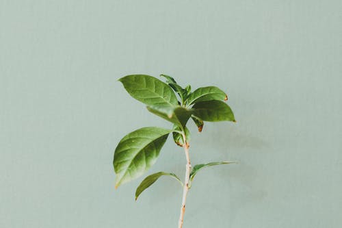 墙旁绿叶植物的照片 · 免费素材图片