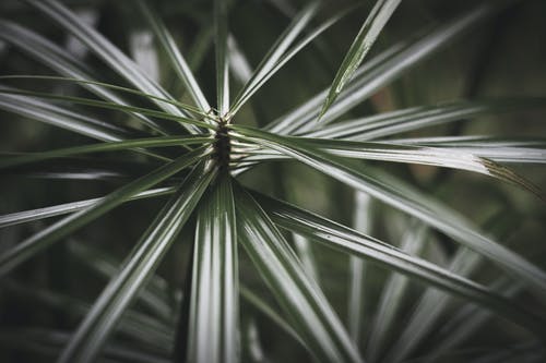 绿色的叶子的植物的特写镜头 · 免费素材图片