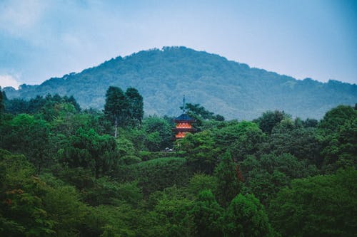 多云的天空下的绿树 · 免费素材图片