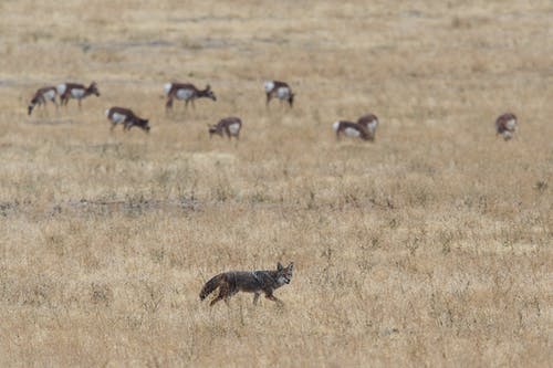 灰色和棕色的狐狸在野外的鹿群附近 · 免费素材图片