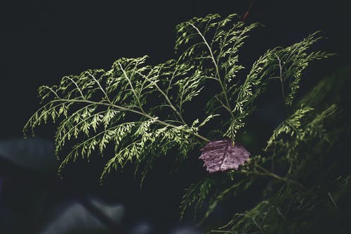 绿叶植物 · 免费素材图片