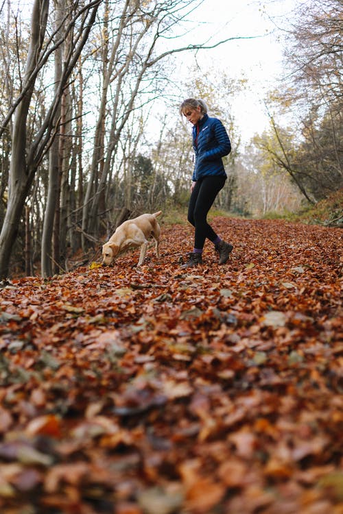 成人黄色拉布拉多犬和走在森林步道的女人 · 免费素材图片
