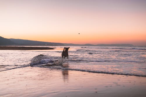 狗在岸上奔跑的剪影摄影 · 免费素材图片