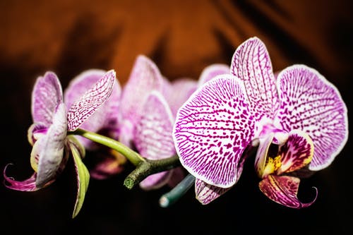 选择性聚焦摄影中的紫色和白色蛾兰花 · 免费素材图片