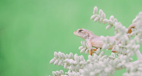 灰色蜥蜴在绿色的植物 · 免费素材图片