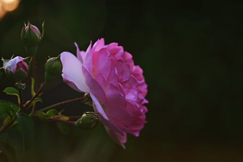 盛开的粉红色花朵的选择性聚焦摄影 · 免费素材图片