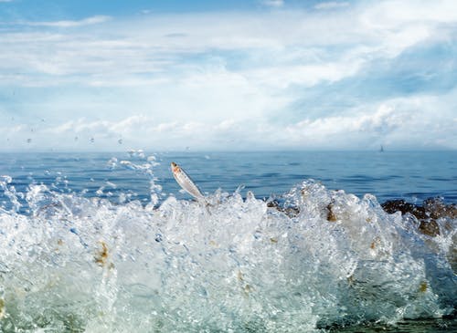 灰鱼跳出水面 · 免费素材图片