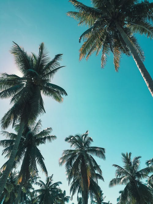 棕榈树 · 免费素材图片