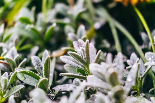 湿植物的特写照片 · 免费素材图片