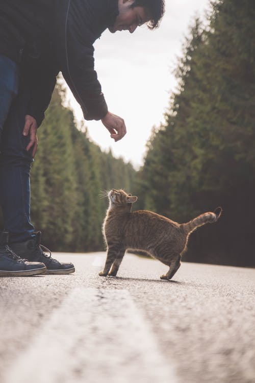 橙色虎斑猫附近的人 · 免费素材图片