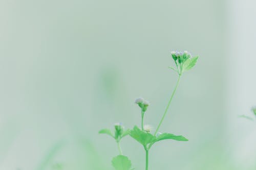 紫色a香兰花选择性聚焦摄影 · 免费素材图片