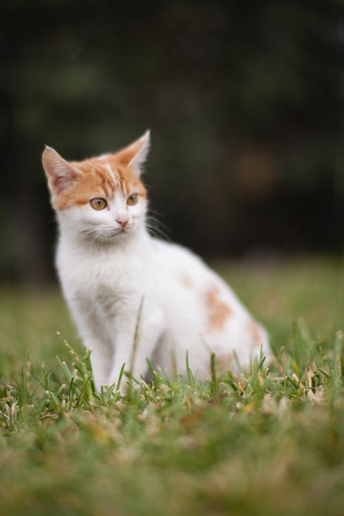 猫坐在草地上的特写照片 · 免费素材图片