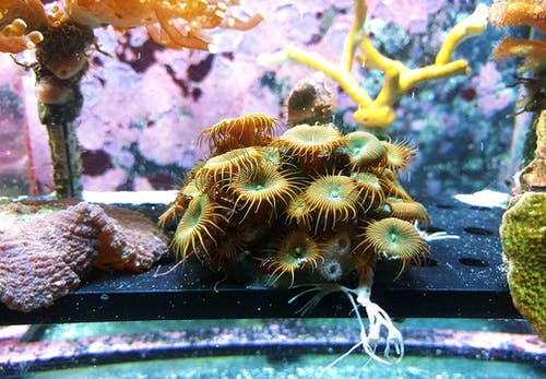 鱼缸内的棕色海生物 · 免费素材图片