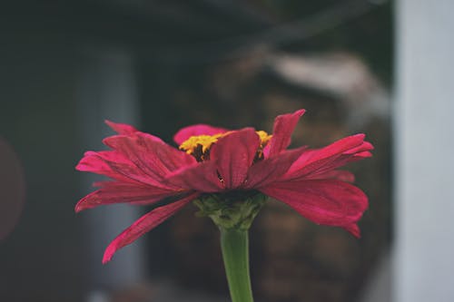 粉色百日草花的特写镜头 · 免费素材图片
