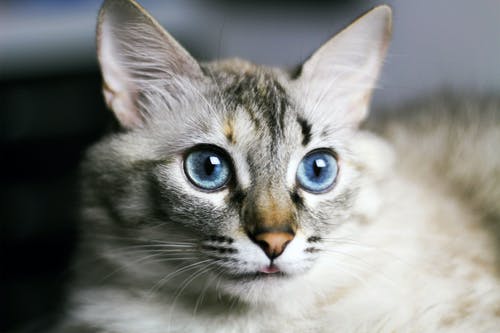 银虎斑猫选择性聚焦摄影 · 免费素材图片
