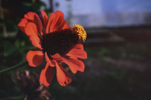 红花瓣花的视图 · 免费素材图片