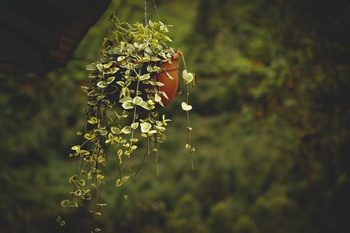 绿叶植物在棕色塑料锅 · 免费素材图片