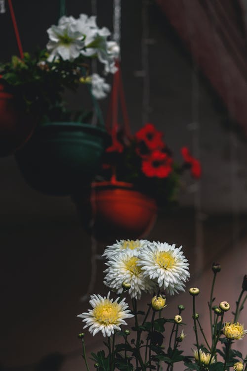 焦点摄影中的白雏菊花 · 免费素材图片
