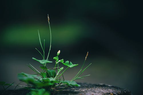 关闭了绿叶植物的照片 · 免费素材图片