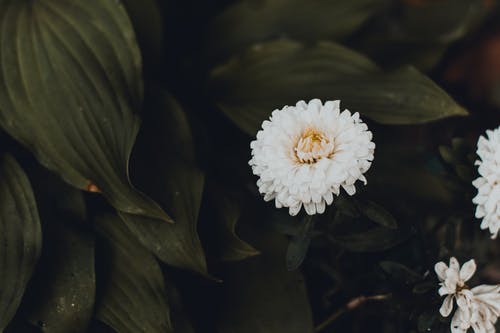 白花的照片 · 免费素材图片