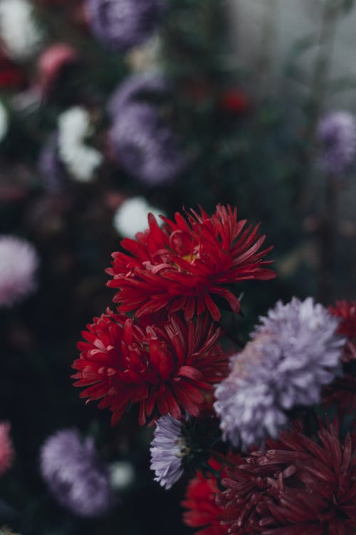 花的宏观照片 · 免费素材图片