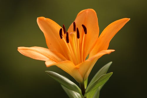 橙色百合花盛开 · 免费素材图片