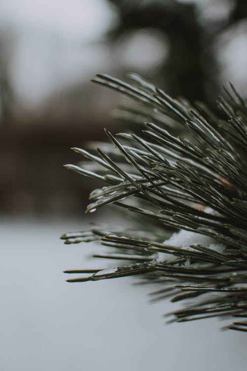 冰雪覆盖的植物叶子的特写摄影 · 免费素材图片