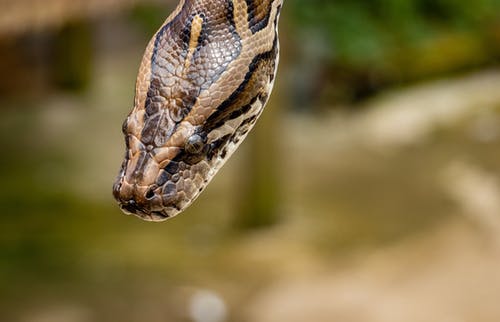 棕色网状蟒蛇 · 免费素材图片