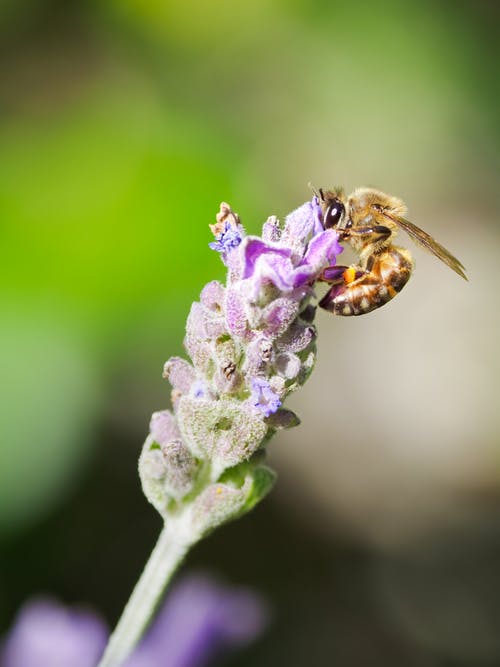 黄蜂在花上的特写照片 · 免费素材图片