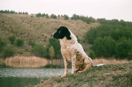 坐在水体旁边的成年黑人和白人高加索牧羊犬 · 免费素材图片