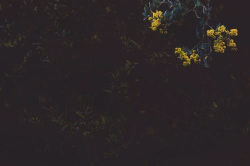 黄花 · 免费素材图片