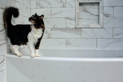 浴缸上的中毛白色和黑色猫 · 免费素材图片