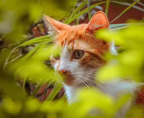 橙色虎斑猫的特写 · 免费素材图片