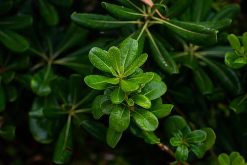 绿叶植物的浅焦点摄影 · 免费素材图片